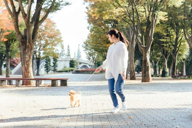 【初めてのわんこ】子犬のお散歩デビューはいつから？プレ散歩、抱っこ散歩って何？散歩好きになるコツや注意点・マナーをご紹介